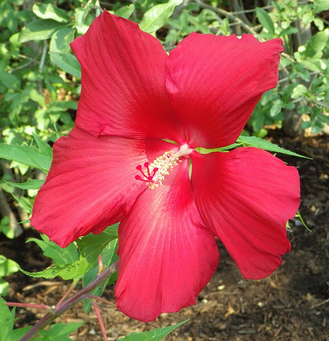 Hibiscus coccineus Flower Front JWB15.JPG