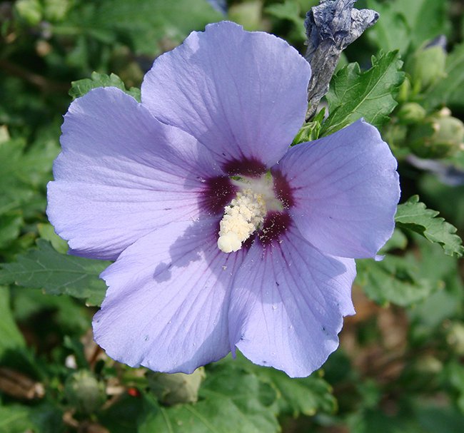 Hibiscus syriacsu &#x27;Blue Satin&#x27; Flower JW12.JPG