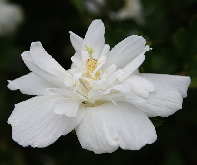 Hibiscus syriacus &#x27;Notwoodtwo&#x27; Flower JWB13.JPG