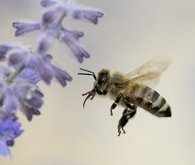 Bee
