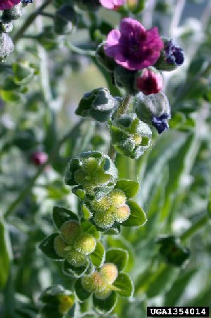Houndstongue plant in flower