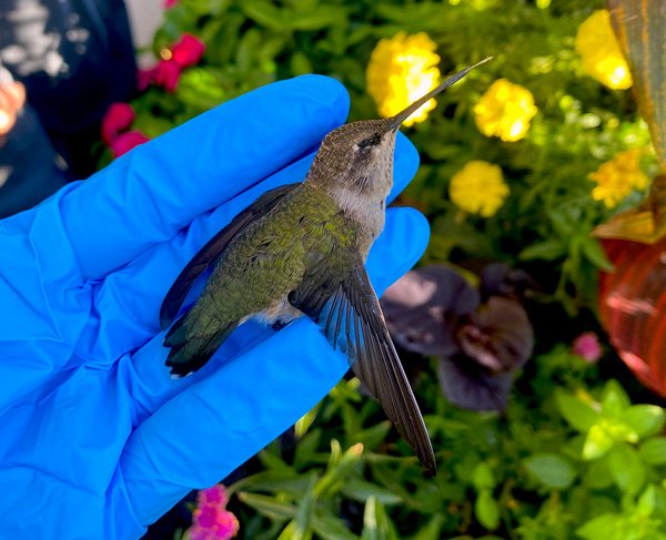 A person gently holding a hummingbird that hit a window and died.