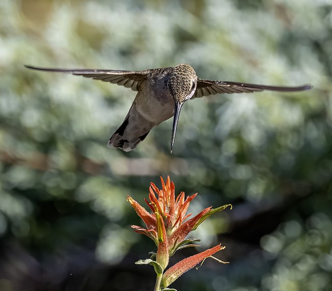 Hummingbird
