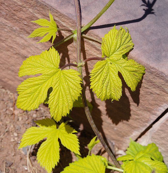 Humulus-lupulus-&#x27;Aurea&#x27;-Leaves-1-JWB22