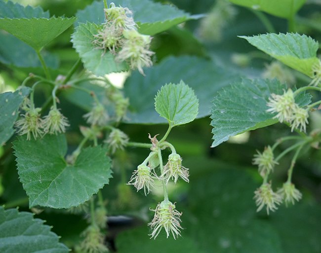 Humulus-lupulus-Pistillate-Flowers-1-JWB23