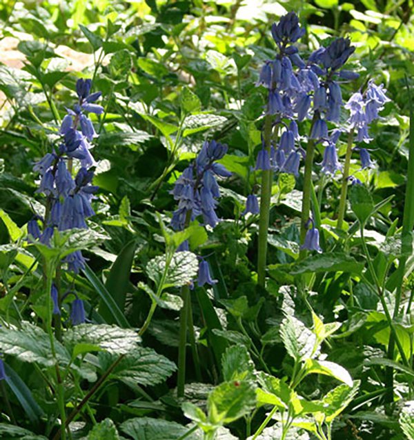 Hyacinthoides-hispanica-Jason-Baker