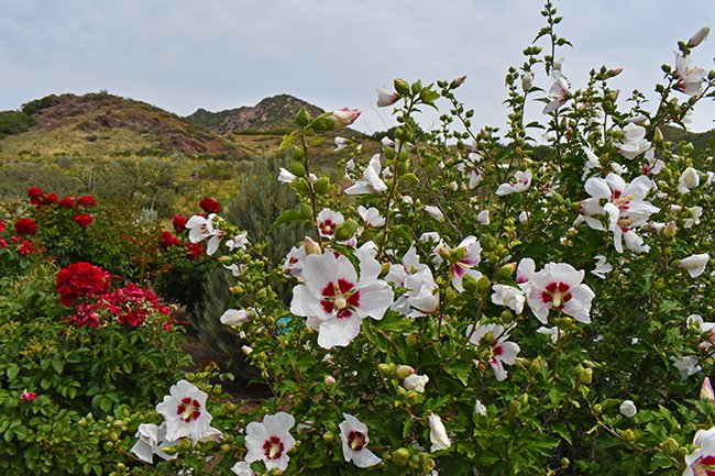 Hybiscus-syriacus-&#x27;Red-Heart&#x27;-Flower-HMS21.jpg