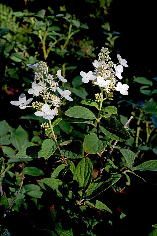 Hydrangea-paniculata-&#x27;Interhydia&#x27;-Flowers-1-JWB22