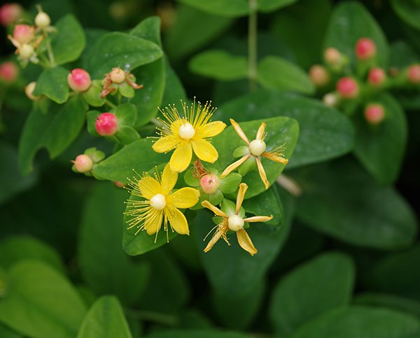 Hypericum-×-inodorum-&#x27;Kolpinot&#x27;-Flowers-1-JWB22