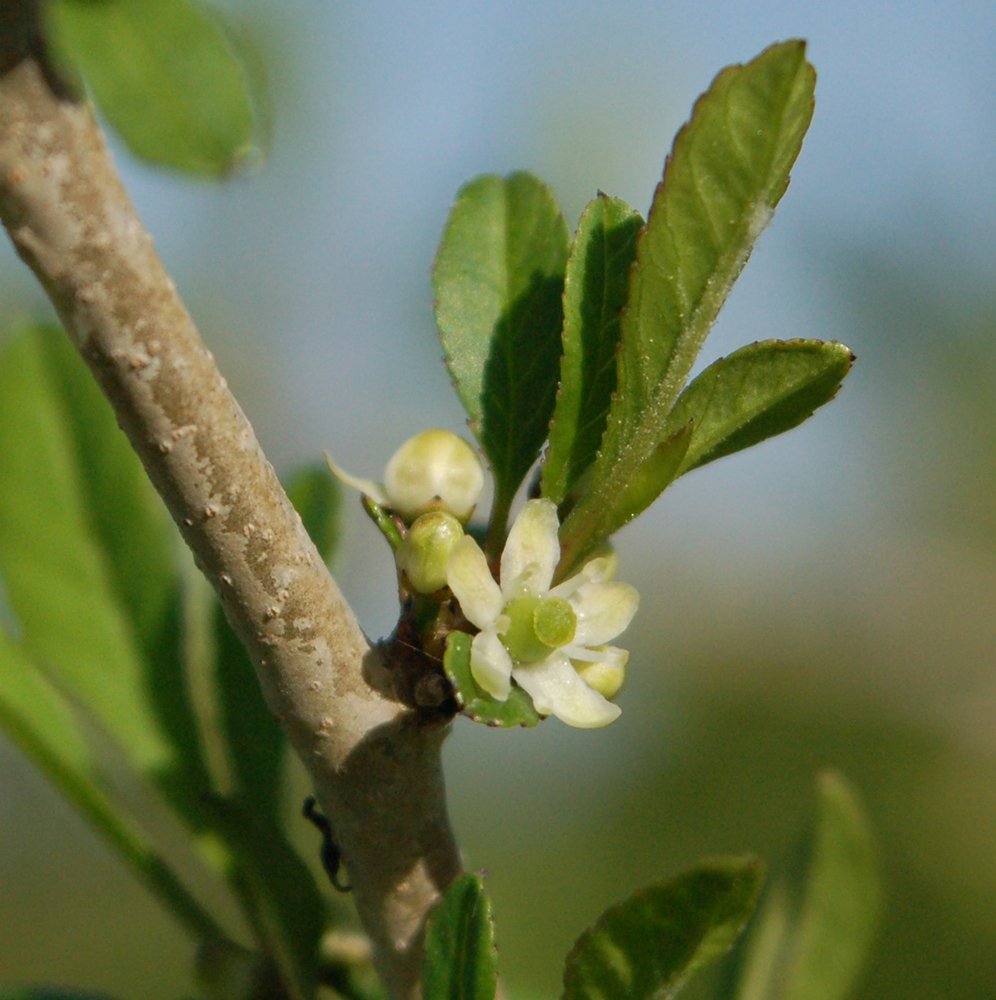 Ilex decidua Flower JWB.JPG
