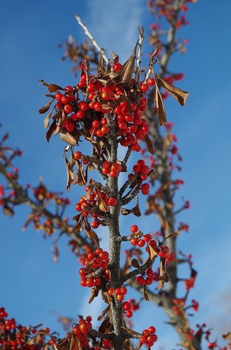 Ilex decidua Fruit 2 HMS16.JPG