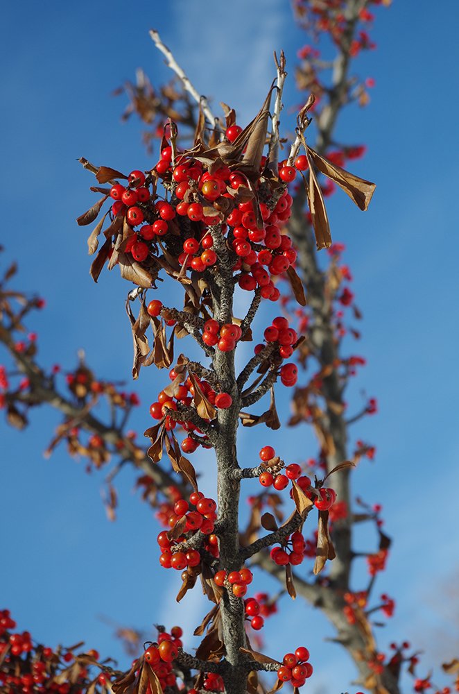 Ilex decidua Fruit 2 HMS16.JPG