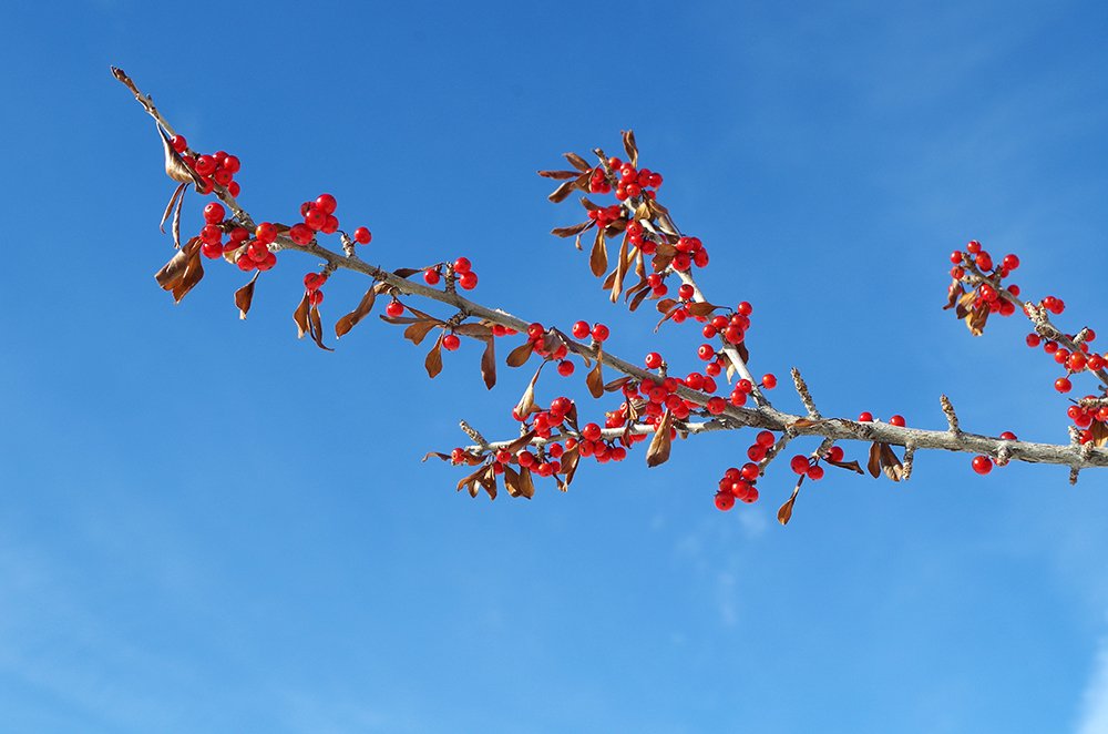 Ilex decidua Fruit 3 HMS16.JPG
