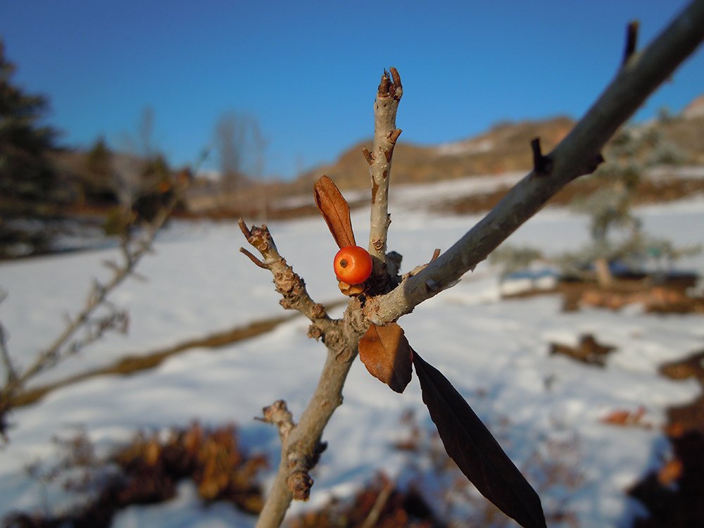 Ilex decidua Fruit JWB12.JPG