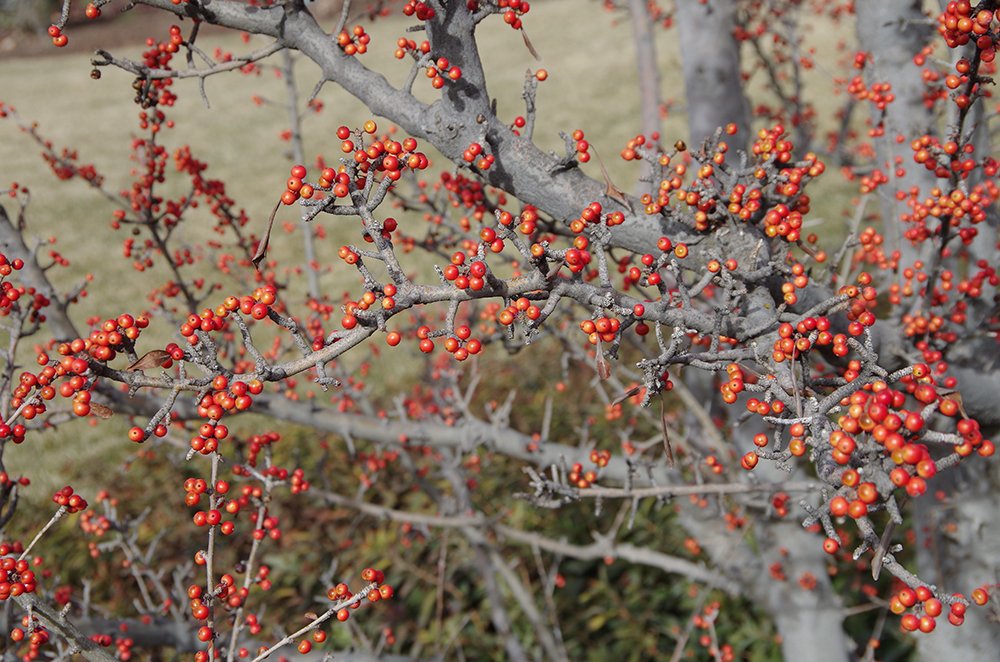 Ilex decidua Fruits 1 JMH17.JPG