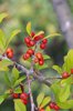 Ilex decidua Fruits JWB15.JPG