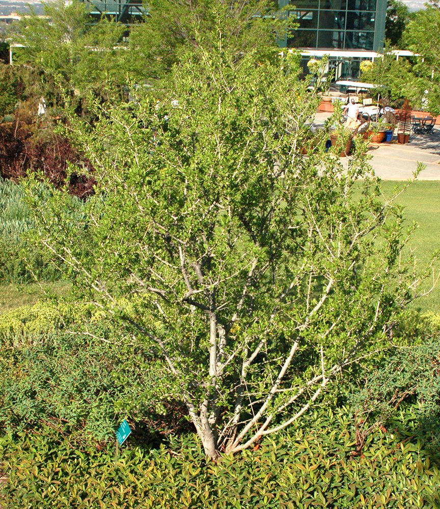 Ilex decidua Habit JWB.JPG