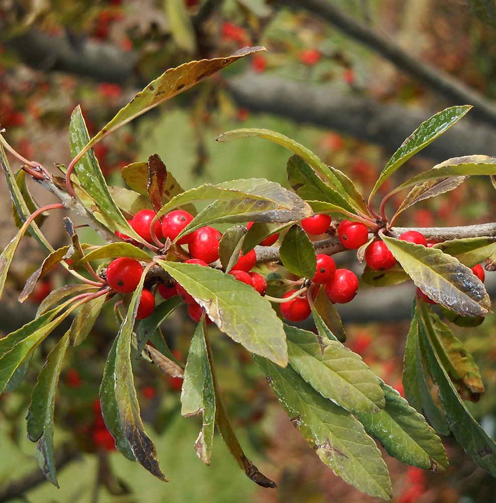 Ilex decidua fruit JWB.jpg