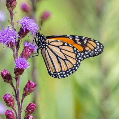 Pollinator party! This purple plant is Meadow Blazing Star or Liatris ligulistylis. Meadow blazing star is a beautiful mid-to-late season blooming wildflower in the sunflower family. It is a favorite of pollinat...