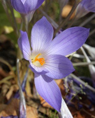 Already dreaming of spring? You're in luck! We've got a selection of spring-blooming bulbs for sale in our visitor center right now. It's the perfect time to get them in the ground, before it's too cold.