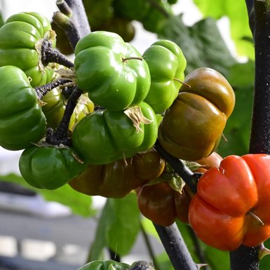 Plant of the week! Solanum integrifolium, commonly known as pumpkin-on-a-stick or ornamental eggplant, is a tender perennial or annual shrub native to Southeast Asia and parts of Africa 🎃 It belongs to the Solan...