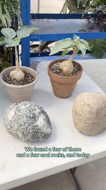 Is that a tree growing on a rock? Ben's here to walk you through how they mounted this beautiful rock fig.