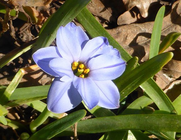 Ipheion-uniflorum-Heidi-Simper