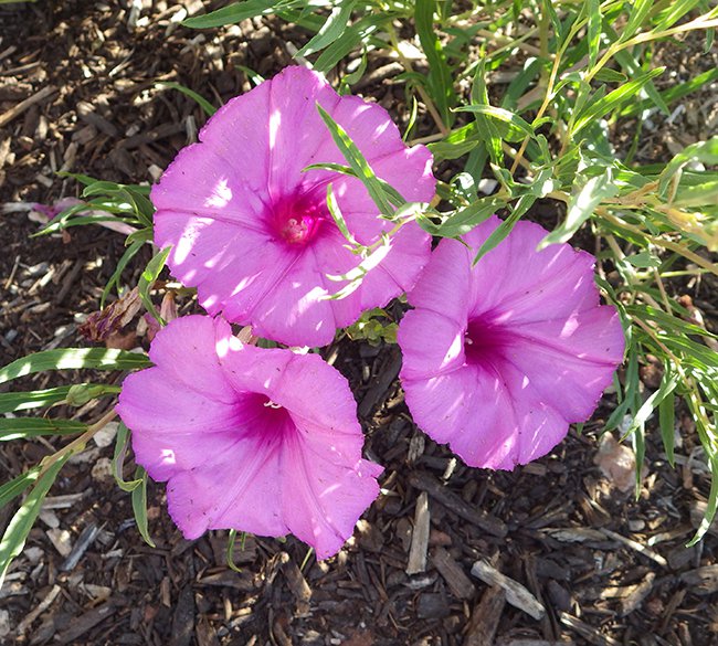 Ipomoea leptophylla Flower 3 HMS18