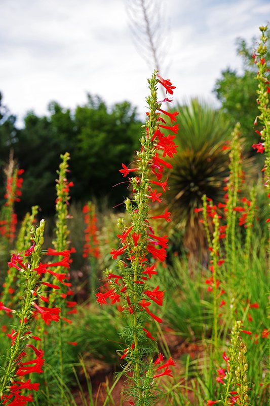 Ipomopsis-rubra-Flower-HMS22