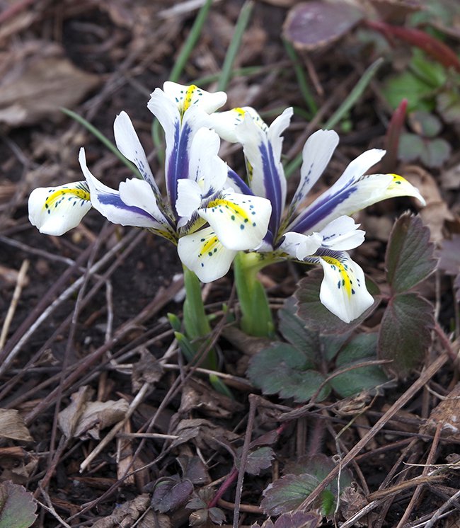 Iris-reticulata-&#x27;Eye-Catcher&#x27;-Habit-In-Bloom-2-JWB23