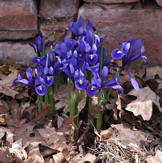 Iris-reticulata-Habit-in-Flower-1-JWB23