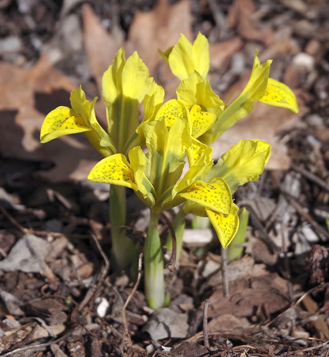 Iris-reticulata-&#x27;Sunshine&#x27;-Habit-In-Flower-1-JWB23