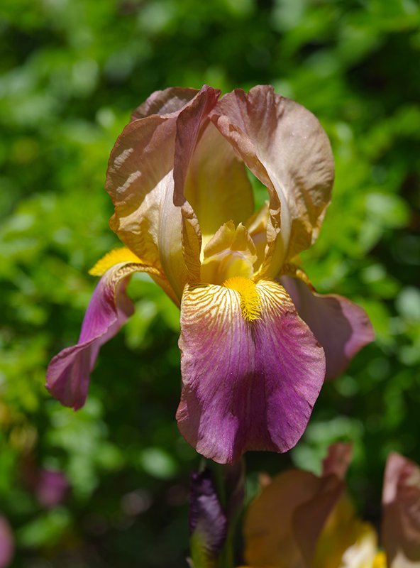 Iris-x-germanica-&#x27;Rameses&#x27;-Flower-1-JWB23