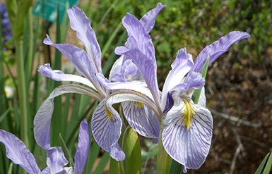 Rocky Mountain Iris for Collections