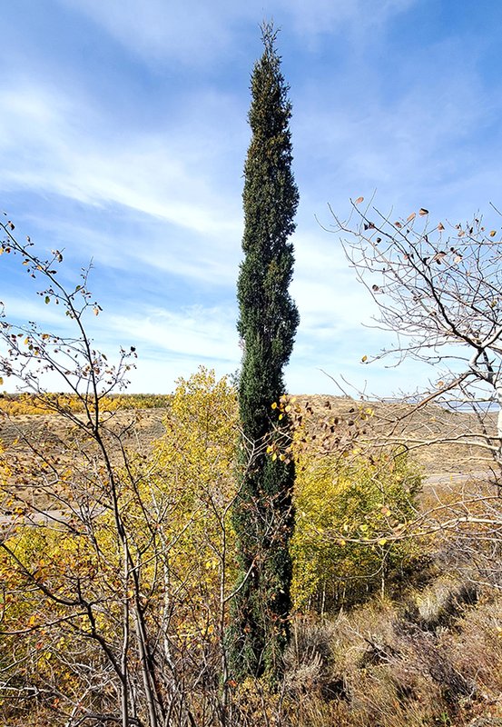 Jade Pillar 1