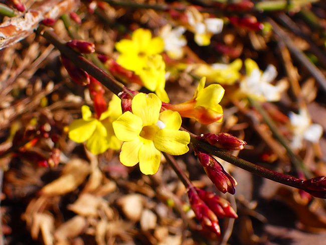 Jasminum-nudiflorum-Flower-Winter-HMS22