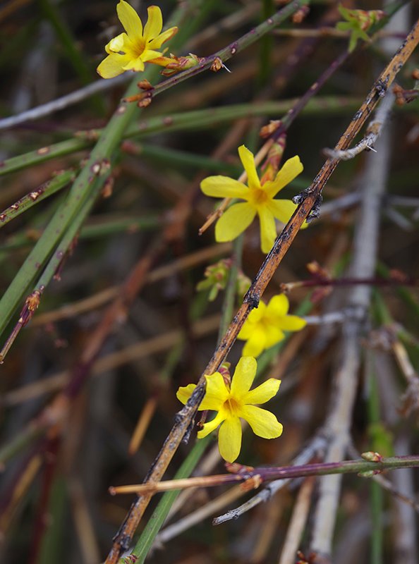 Jasminum-nudiflorum-Flowers-1-JWB23