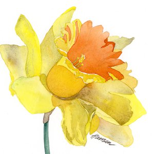 Jeanne-Hansen-DaffodilLight Med Res