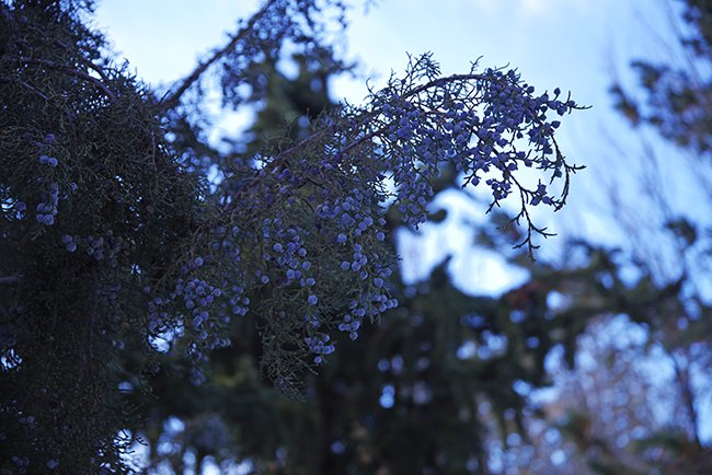 Juniperus-osteosperma-Cones-Winter-HMS23