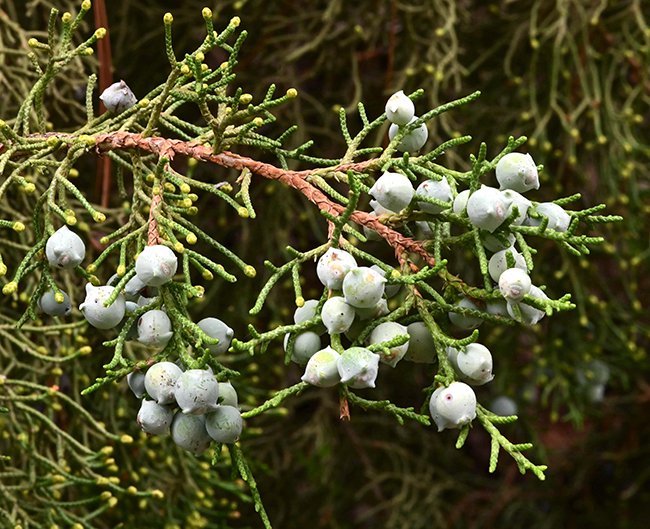 Juniperus-osteosperma-Seed-Cones-1-GLE22