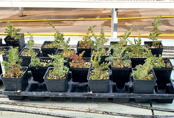 Juniperus communis &#x27;Clear Creek&#x27; Cuttings