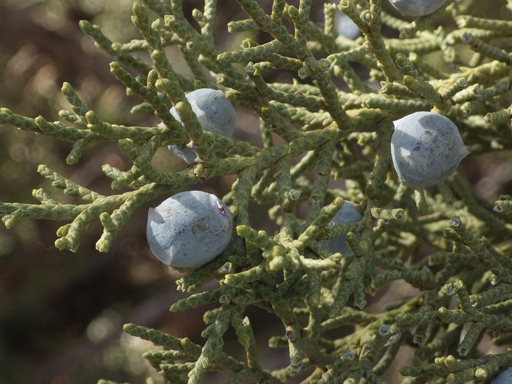 Juniperus osteosperma Cone JWB17.JPG