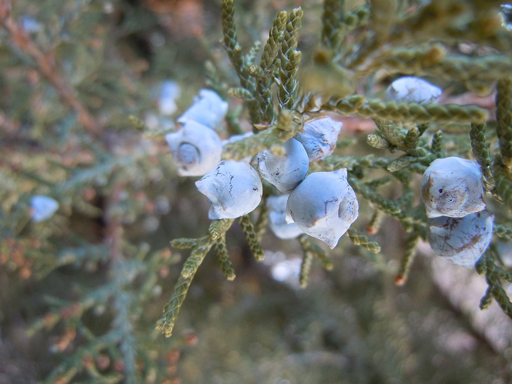 Juniperus osteosperma Cones JWB12.JPG