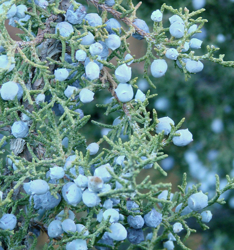 Juniperus osteosperma Female Cones VL.JPG