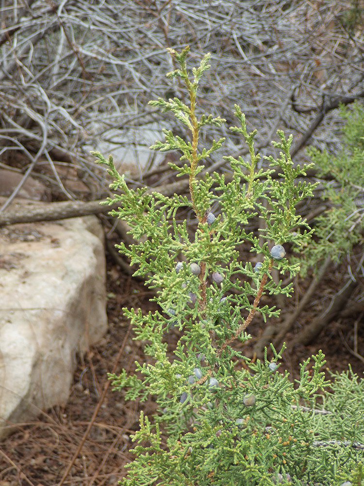 Juniperus osteosperma Leaves and Berries JWB15.JPG