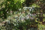 Juniperus osteosperma Leaves and Cones JWB18.JPG