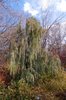 Juniperus scopulorum 'Tollesons Weeping Blue' Habit 1 HMS18.JPG