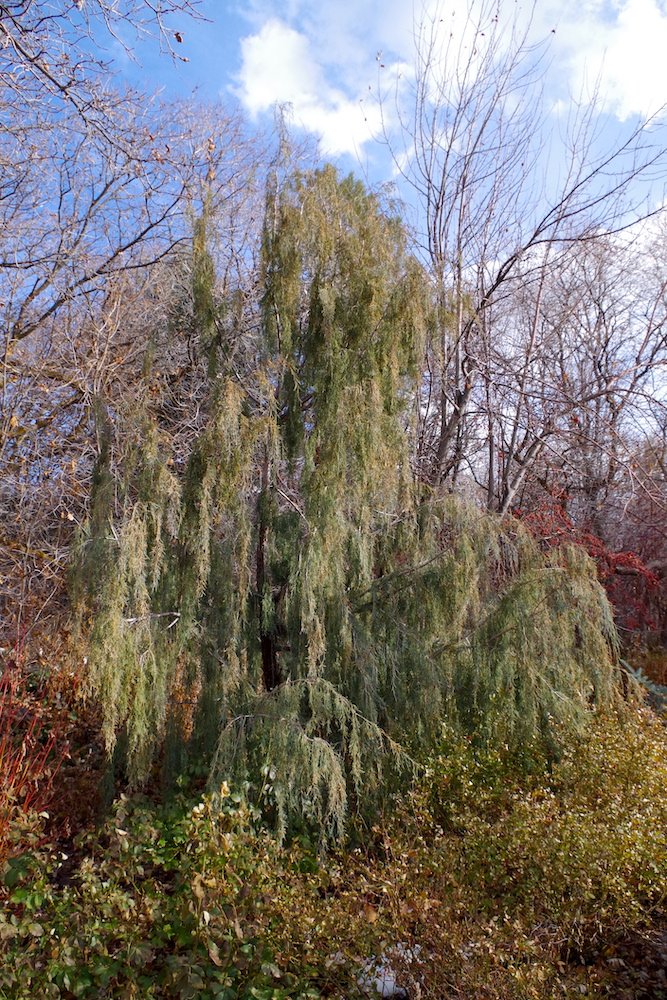 Juniperus scopulorum 'Tollesons Weeping Blue' Habit 1 HMS18.JPG