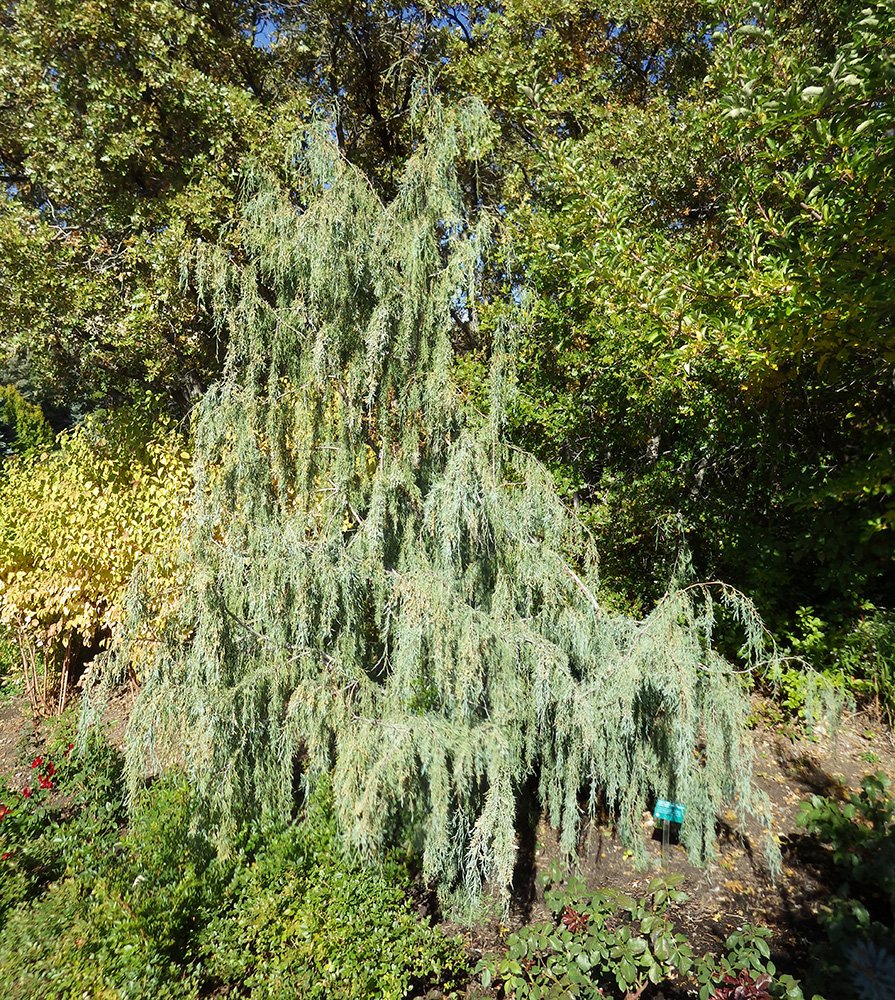 Juniperus scopulorum 'Tolleson's Weeping' Habit JWB17.jpg