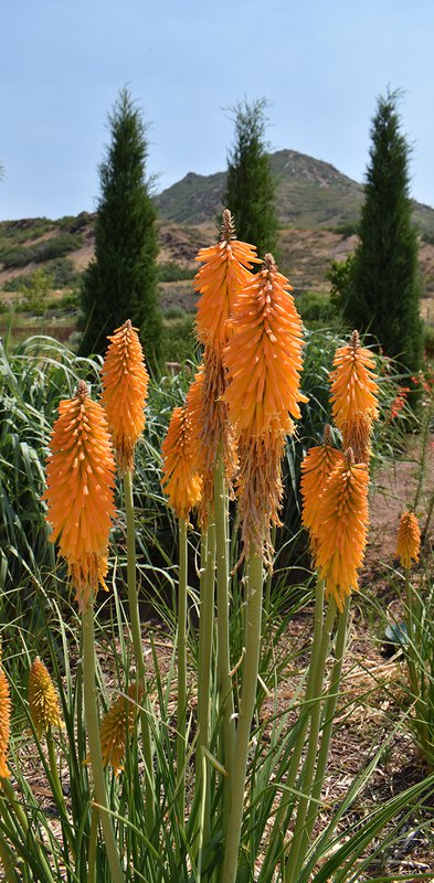 Kniphofia-&#x27;Mango-Popsicle&#x27;-Flower-Summer-HMS22